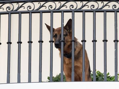 Biden's dog Commander has left the White House