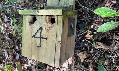 Country diary: Bird boxes aren’t just occupied by birds