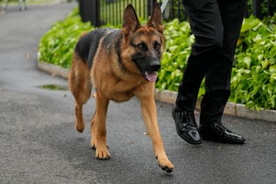 Biden’s dog Commander removed from White House because he keeps biting Secret Service agents