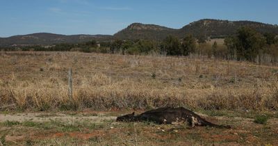 'It's fairly grim': Newcastle falls into drought