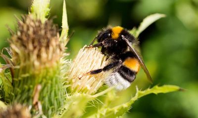 Buff-tailed bumblebees drop from air ‘like bricks’ to repel hornet attacks