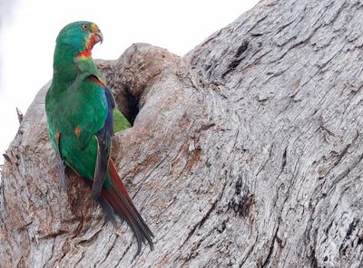 Increased number of swift parrots found near NSW mine reinforces need for habitat protection, say conservationists