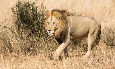 Scaredy cats? Wild animals fear humans more than lions, study finds