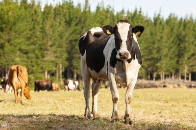 Carbon, cows and the conundrum of pine