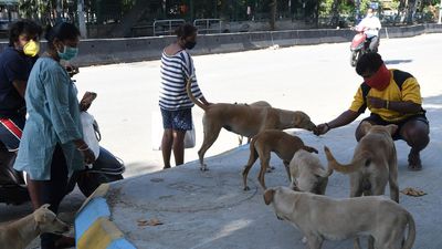 Karnataka High Court expresses concern over uncontrolled feeding of street dogs in public places