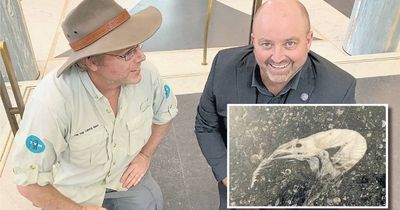 Check out the prehistoric 'prawn' at Parliament House