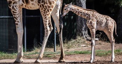 Zoo beauty: baby giraffe Mkali brightens up the capital