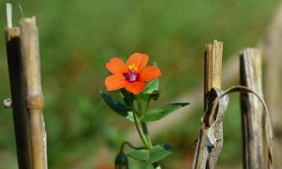 Country diary: After the harvest, the wildflower opportunists have moved in