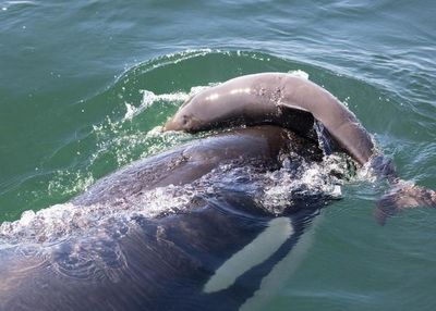 Mystery behind killer whales killing porpoises without eating them finally unravelled