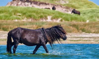 ‘A devastating impact’: Canada’s wild horses destroy its biodiversity but the public can’t let them go