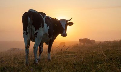 Feeding seaweed to cows can cut methane emissions, says Swedish report