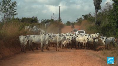 'Cattle laundering' in Brazil: How illegal meat ends up in Europe