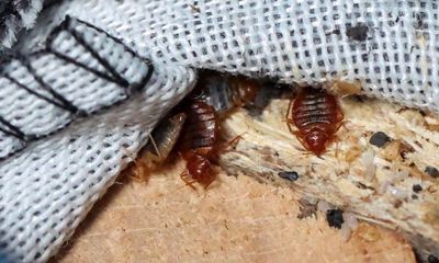 ‘Bedbugs don’t discriminate’: Paris ‘scourge’ sparks fears of international infestation