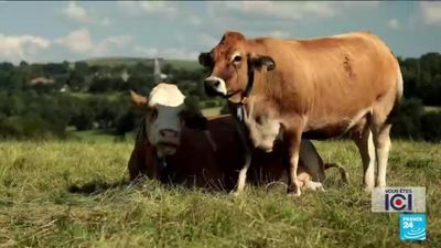 France's Aubrac plateau, a paradise for cattle farmers and perfumers