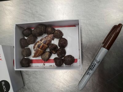 Giraffe poop seized at airport from passenger who had strange plans for it