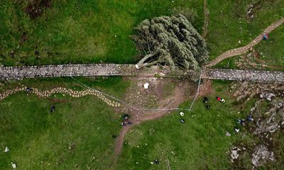 The felled Sycamore Gap tree may rise again