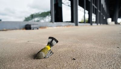 About 1,000 birds killed after colliding into McCormick Place Lakeside Center in one ‘tragic,’ deadly night