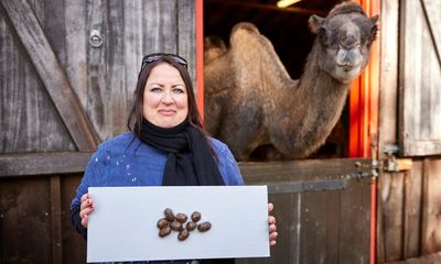 ‘Like something from Bake Off’: animal poo exhibition opens in London