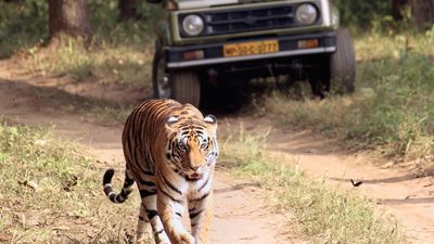 The buzz around proposal for Kerala’s first Tiger Safari Park at Chakkittapara in Kozhikode | Explained