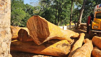 Jack fruit trees chopped down by private estate in prime elephant habitat near Kotagiri