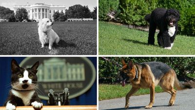 Presidential pets can breed controversy. A dog was once suspected of being a spy