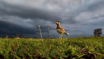 Documentary on impact of urbanisation on bird life shot in Mysuru invited to film festivals abroad