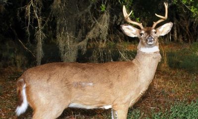 Poacher forfeits car and crossbow, and is fined in ‘deer jacking’ case