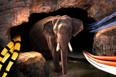 Supercomputer under the zoo vanishes