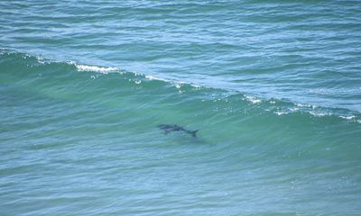 San Diego beach a hot spot for great white shark sightings