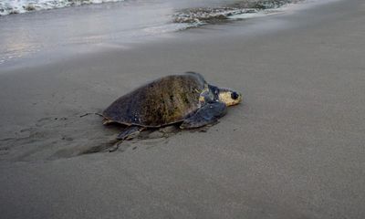 Missing, presumed poached: Staten Island fears for beloved turtle