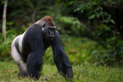 Gorillas are under extreme threat