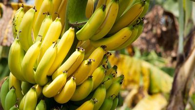 A banana feast