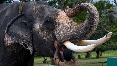 In Frames | Elephant tales