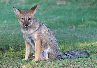 The World’s First Dog-Fox Hybrid Species Reveals A Hard Truth About Domestication