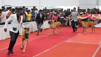 When dogs did the catwalk in Madurai