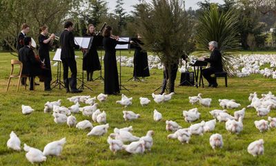 Beethov-hen’s first symphony: New Zealand orchestra puts on poultry show for chickens