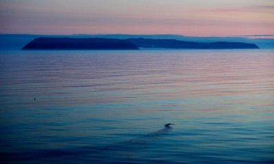 Poem of the week: The Diomedes by Matthew Hollis