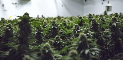 Cannabis in Canada: Debunking myths about the real impacts of legalization