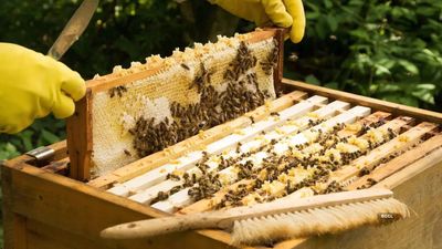 Is your honey sourced by unethical means?