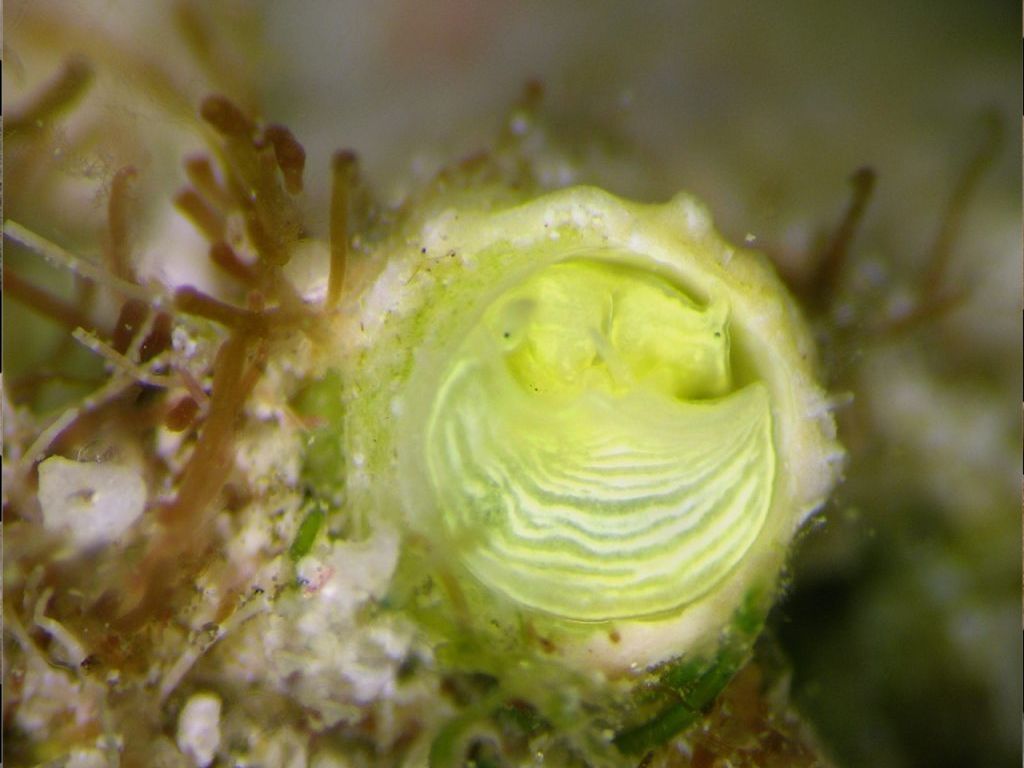 Bright Lemon Snail Named After Margarita Cocktail…