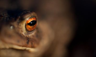 Country diary: Eye to eye with a weary toad