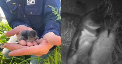 Solar-powered love-machine results in rare baby penguin