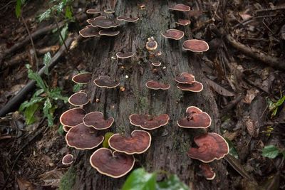 ‘Uncharted territory’: more than 2m fungi species yet to be discovered, scientists say