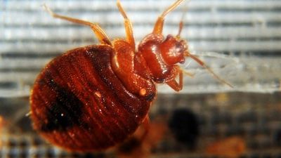 Bedbugs force closure of seven schools in France: minister