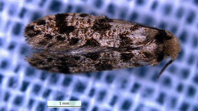 New species of bagworm moth discovered from Idukki