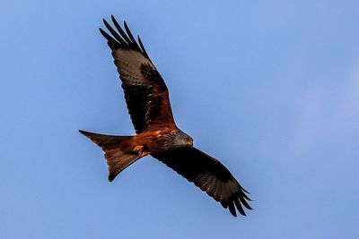 UK’s oldest red kite discovered in Wales – and then put down