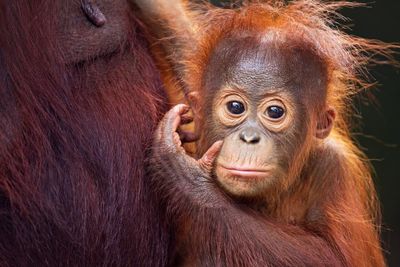 Orangutan killings in Borneo likely still occurring in large numbers