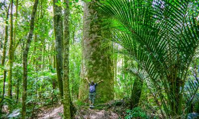 Top trees from the globe’s bottom half