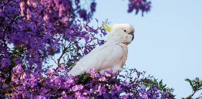 Streets of purple haze: how the South American jacaranda became a symbol of Australian spring