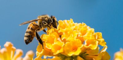 ‘Phantom decoys’ manipulate human shoppers – but bees may be immune to their charms